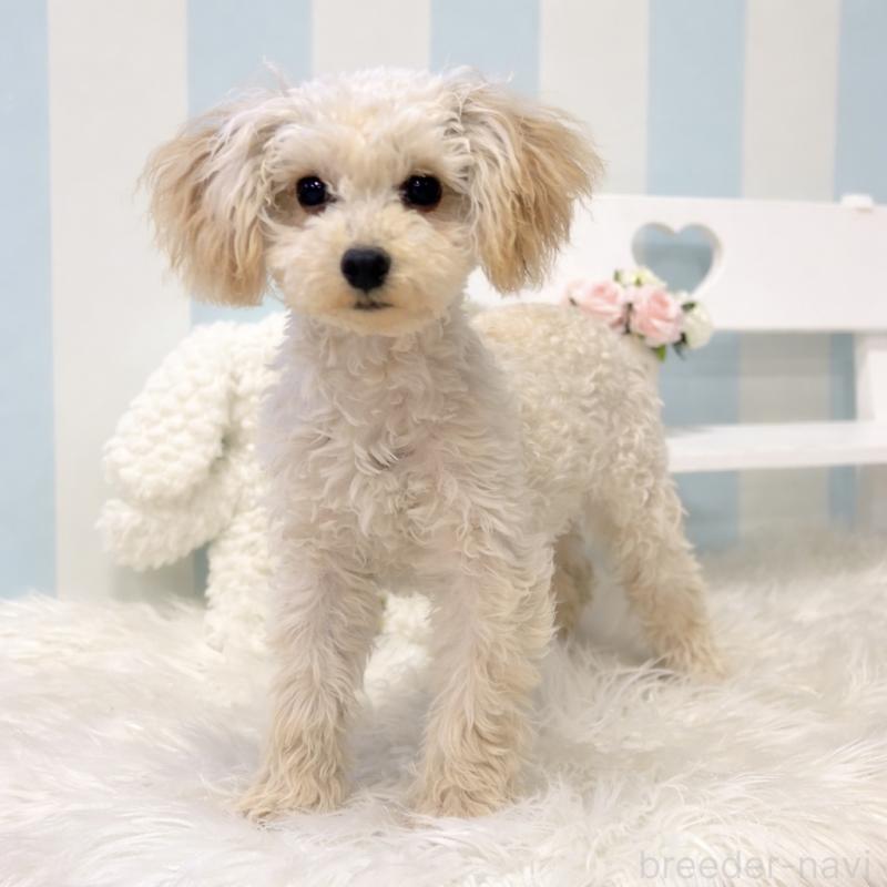 販売中の栃木県のマルプー:マルチーズ×トイプードル-440796の1枚目