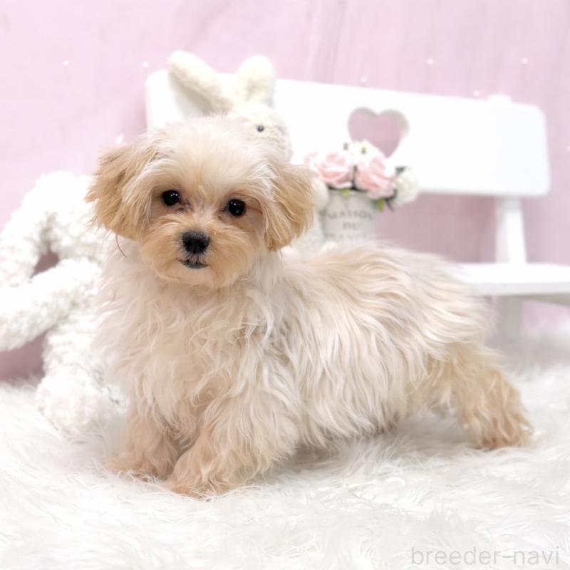 商談中の栃木県のマルプー:マルチーズ×トイプードル-440811の3枚目