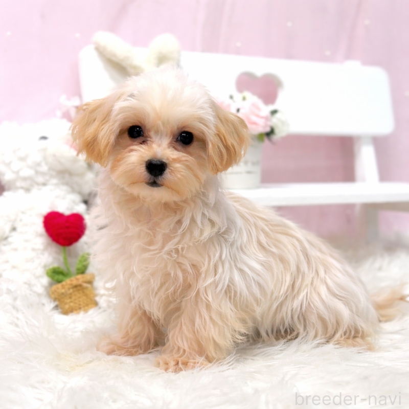 商談中の栃木県のマルプー:マルチーズ×トイプードル-440811の2枚目