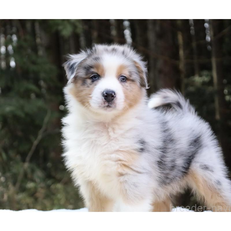 成約済の栃木県のオーストラリアンシェパード-449998の9枚目