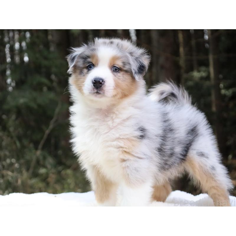 成約済の栃木県のオーストラリアンシェパード-449998の7枚目