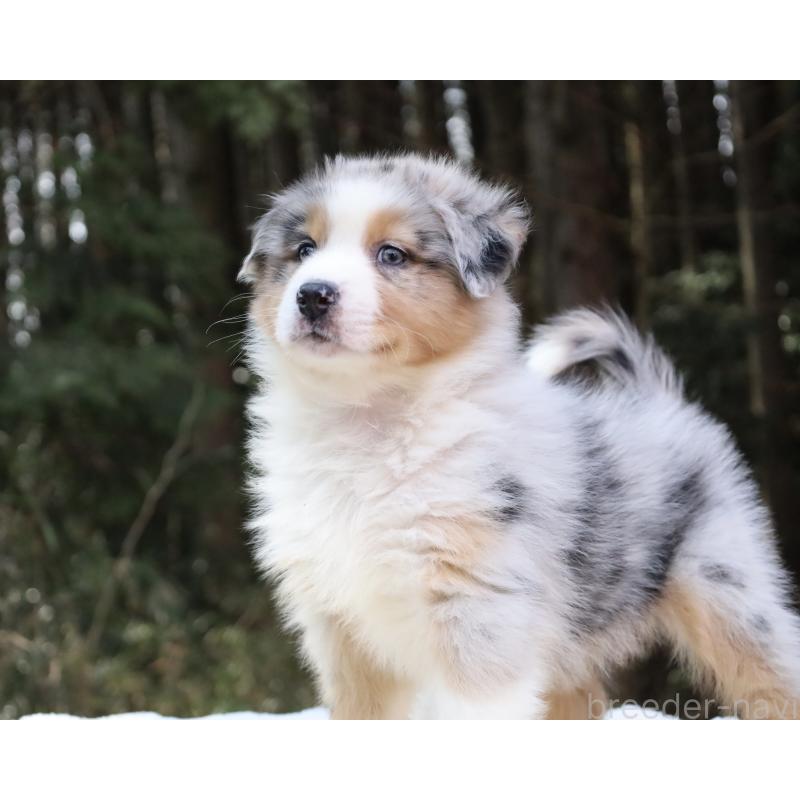 成約済の栃木県のオーストラリアンシェパード-449998の3枚目