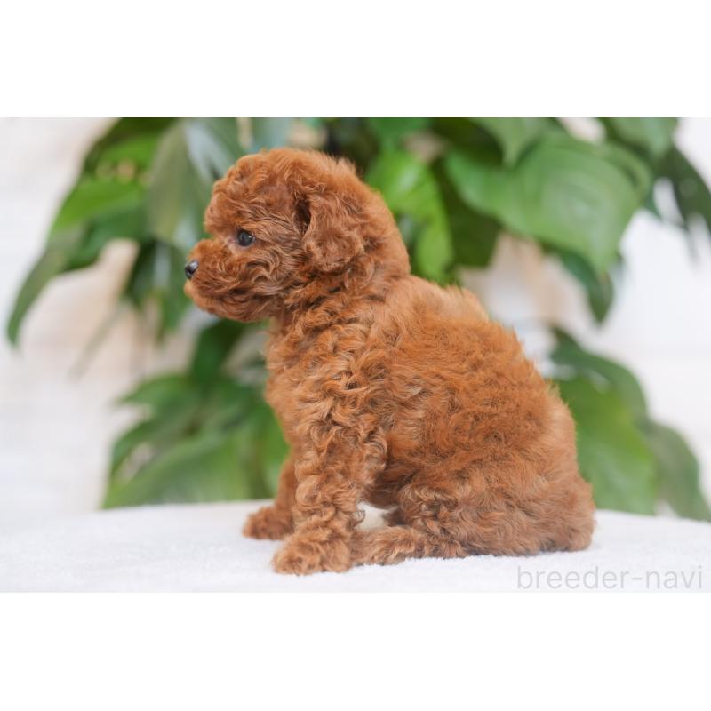 販売中の千葉県のタイニープードル-449815の4枚目