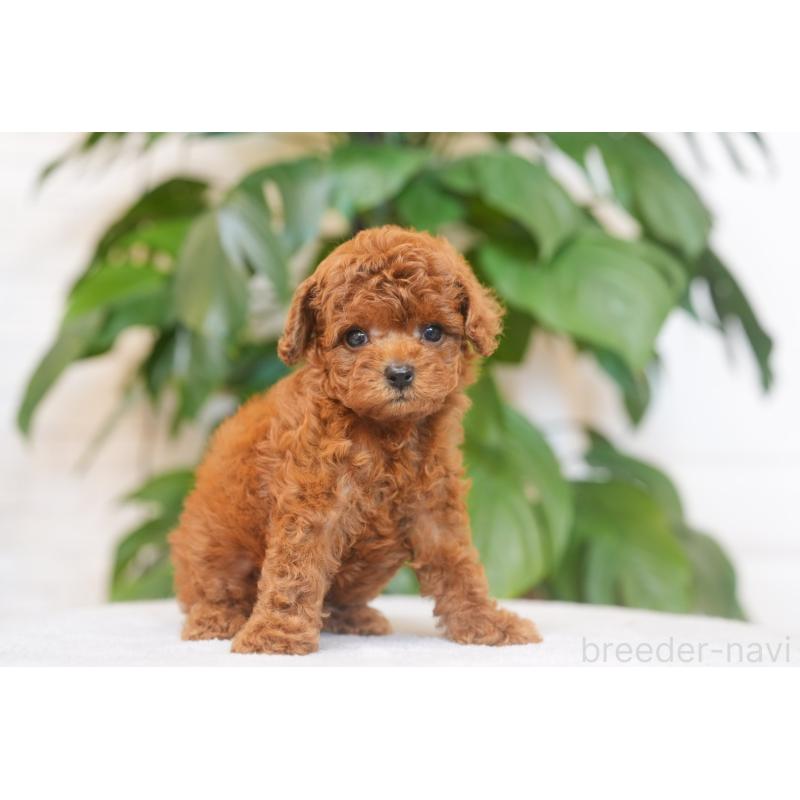 販売中の千葉県のタイニープードル-449815の3枚目