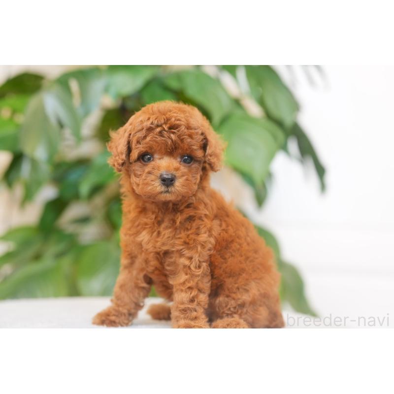 販売中の千葉県のタイニープードル-449815の2枚目