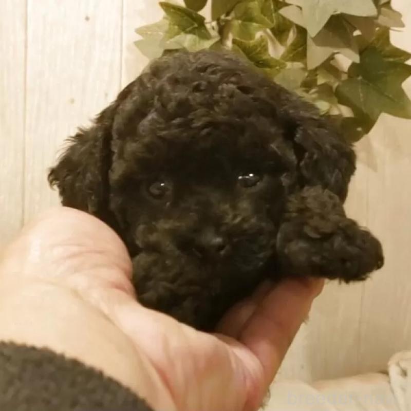 販売中の愛知県のティーカッププードル-449817の1枚目