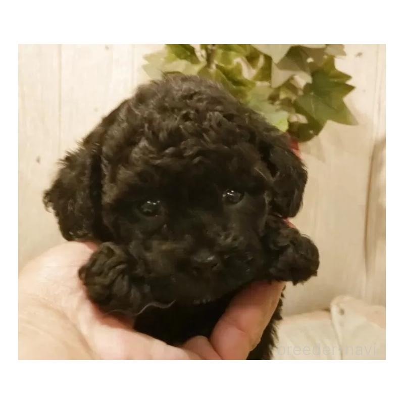 販売中の愛知県のティーカッププードル-449817の7枚目