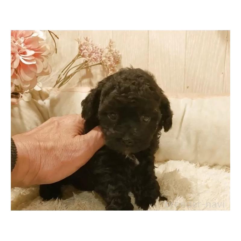 販売中の愛知県のティーカッププードル-449817の6枚目