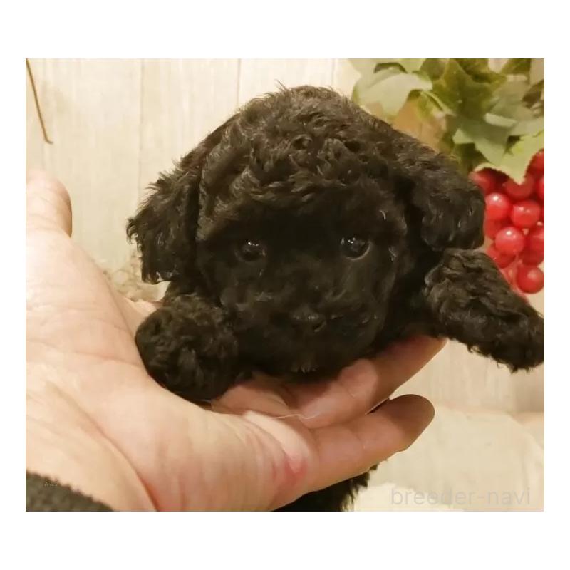 販売中の愛知県のティーカッププードル-449817の5枚目