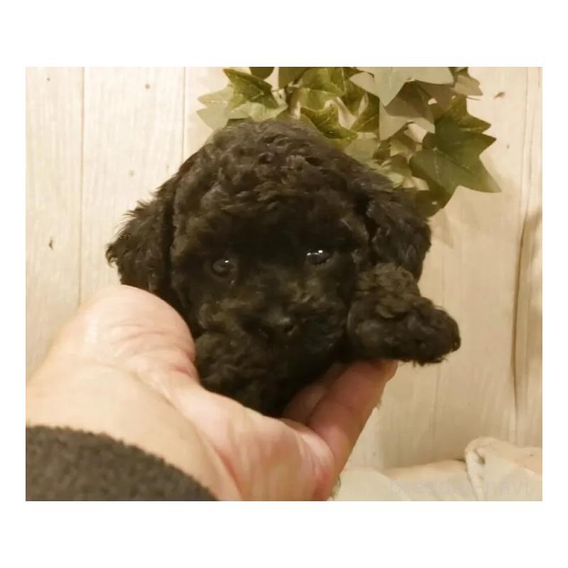 販売中の愛知県のティーカッププードル-449817の4枚目