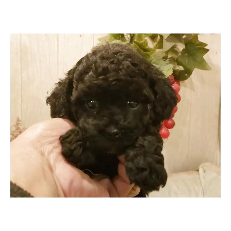 販売中の愛知県のティーカッププードル-449817の3枚目