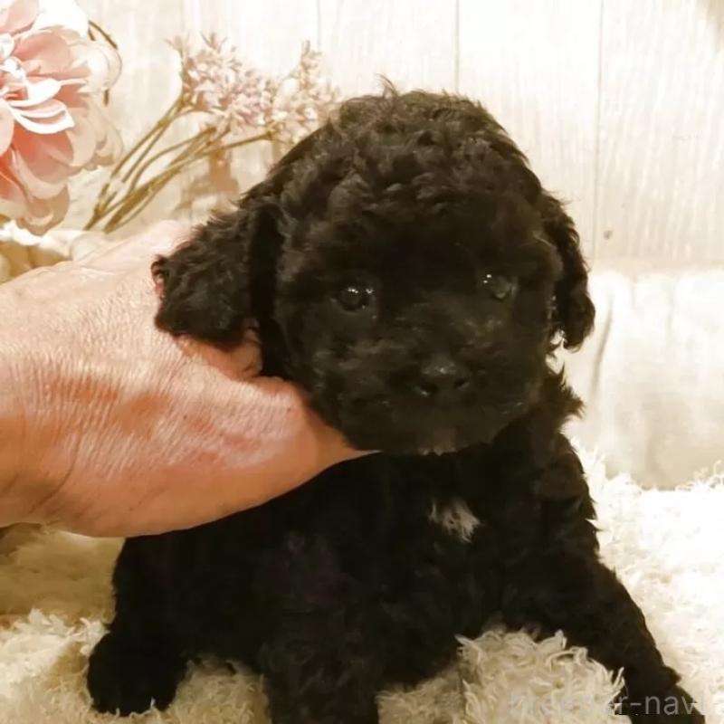 販売中の愛知県のティーカッププードル-449817の2枚目