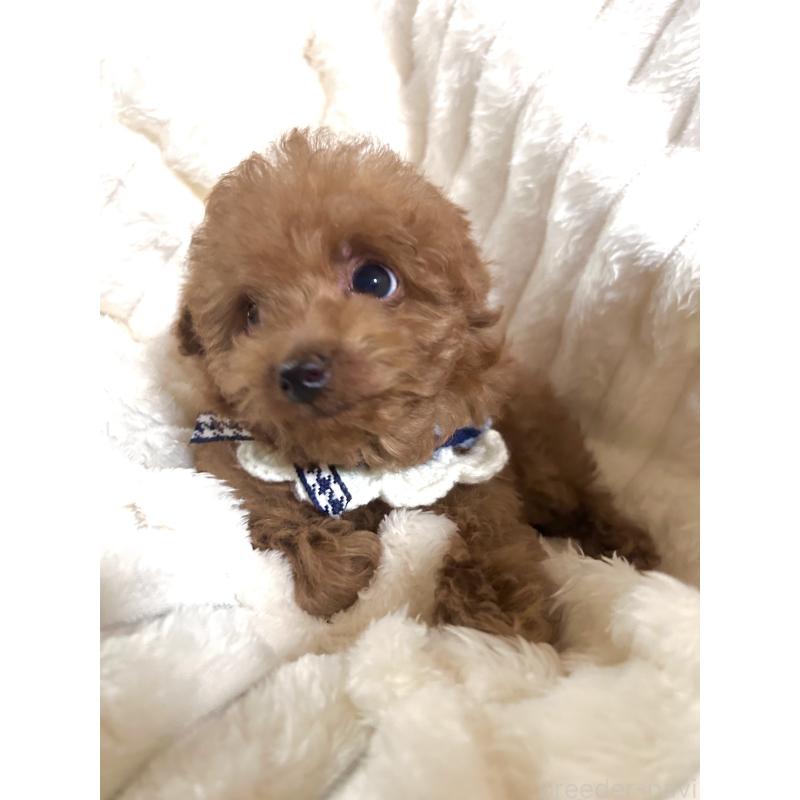 販売中の静岡県のトイプードル-449818の3枚目