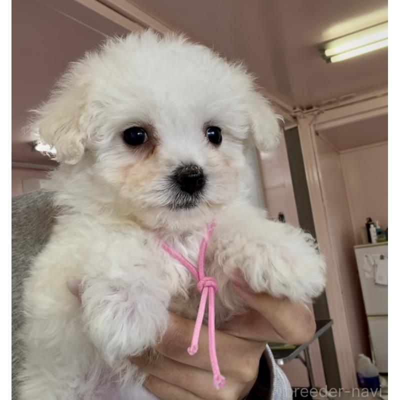 販売中の滋賀県のビションフリーゼ-449821の3枚目