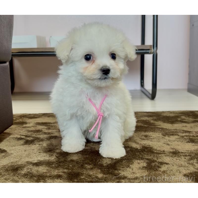 販売中の滋賀県のビションフリーゼ-449821の2枚目