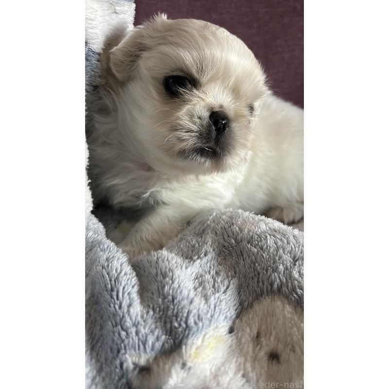 販売中の福岡県のペキニーズ-449822の3枚目