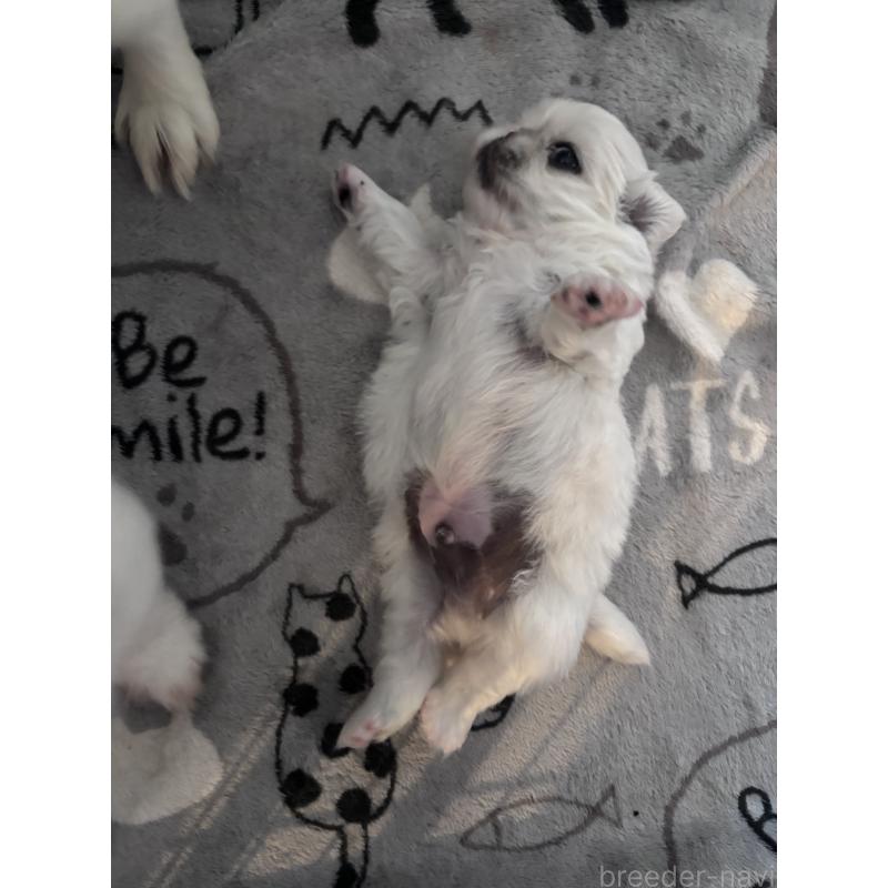 販売中の福岡県のペキニーズ-449822の2枚目