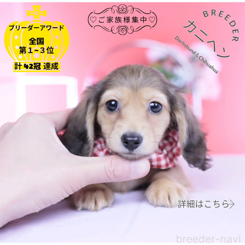 販売中の愛知県のカニンヘンダックスフンド(ロングヘアード)-444151