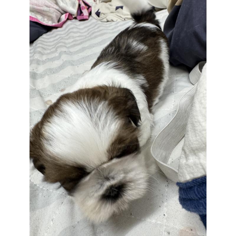 販売中の大阪府のシーズー-449823の4枚目