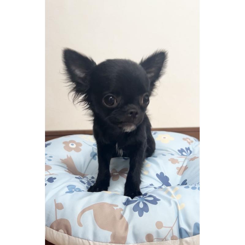 販売中の広島県のチワワ(ロングコート)-448285