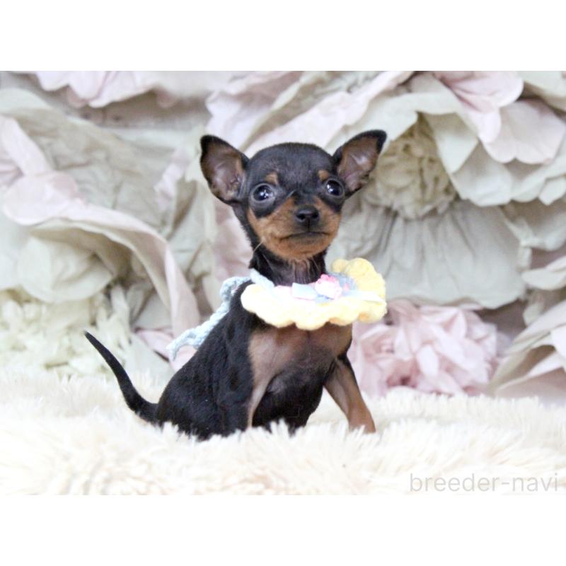 販売中の大阪府のミニチュアピンシャー(ミニピン)-449824の10枚目