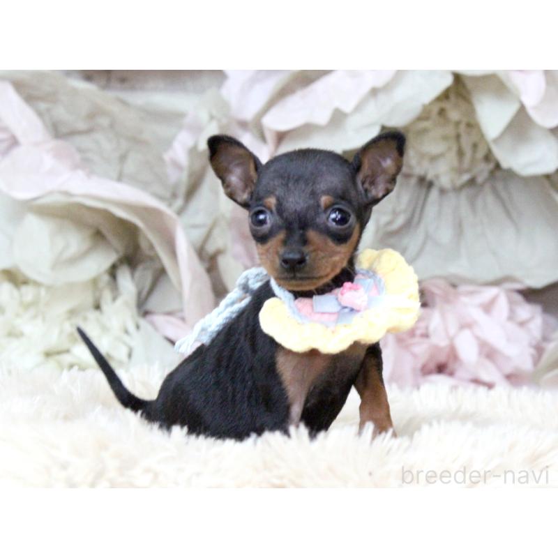 販売中の大阪府のミニチュアピンシャー(ミニピン)-449824の9枚目