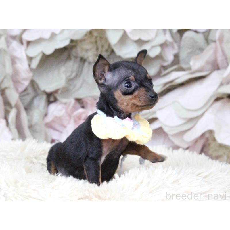 販売中の大阪府のミニチュアピンシャー(ミニピン)-449824の8枚目