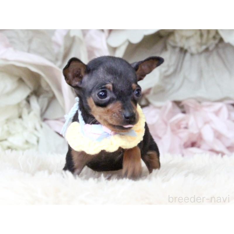 販売中の大阪府のミニチュアピンシャー(ミニピン)-449824の6枚目