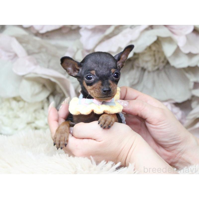 販売中の大阪府のミニチュアピンシャー(ミニピン)-449824の5枚目