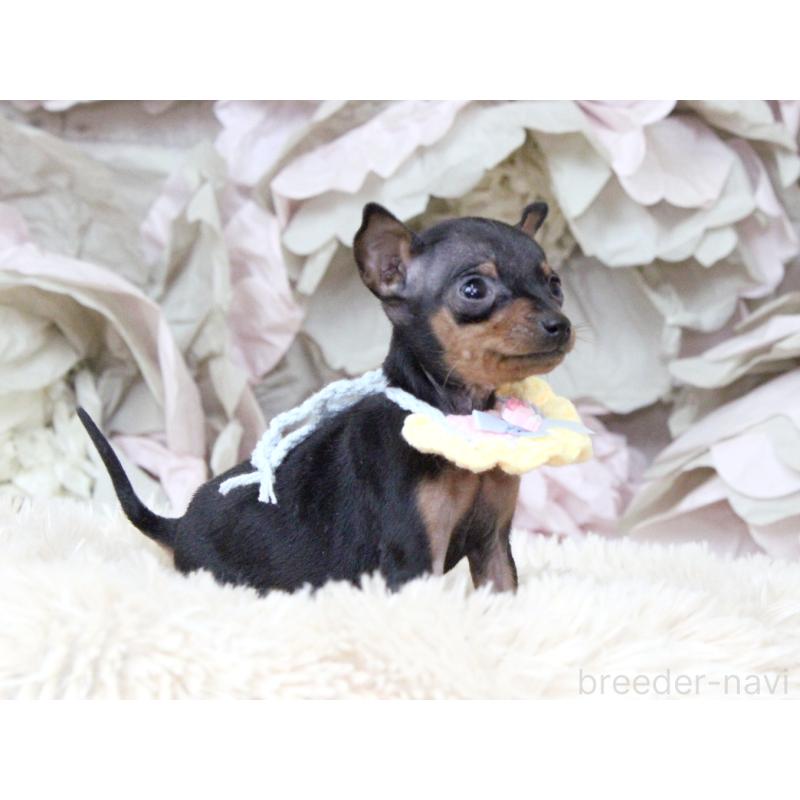 販売中の大阪府のミニチュアピンシャー(ミニピン)-449824の4枚目