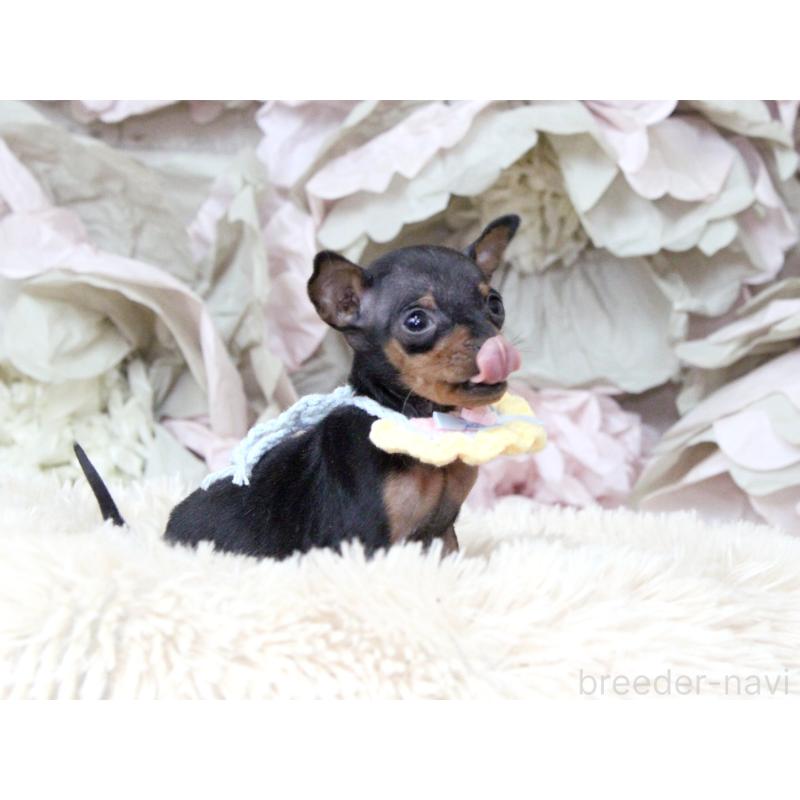 販売中の大阪府のミニチュアピンシャー(ミニピン)-449824の3枚目