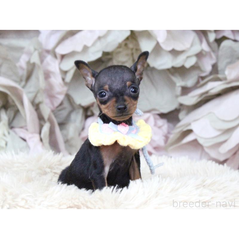 販売中の大阪府のミニチュアピンシャー(ミニピン)-449824の2枚目