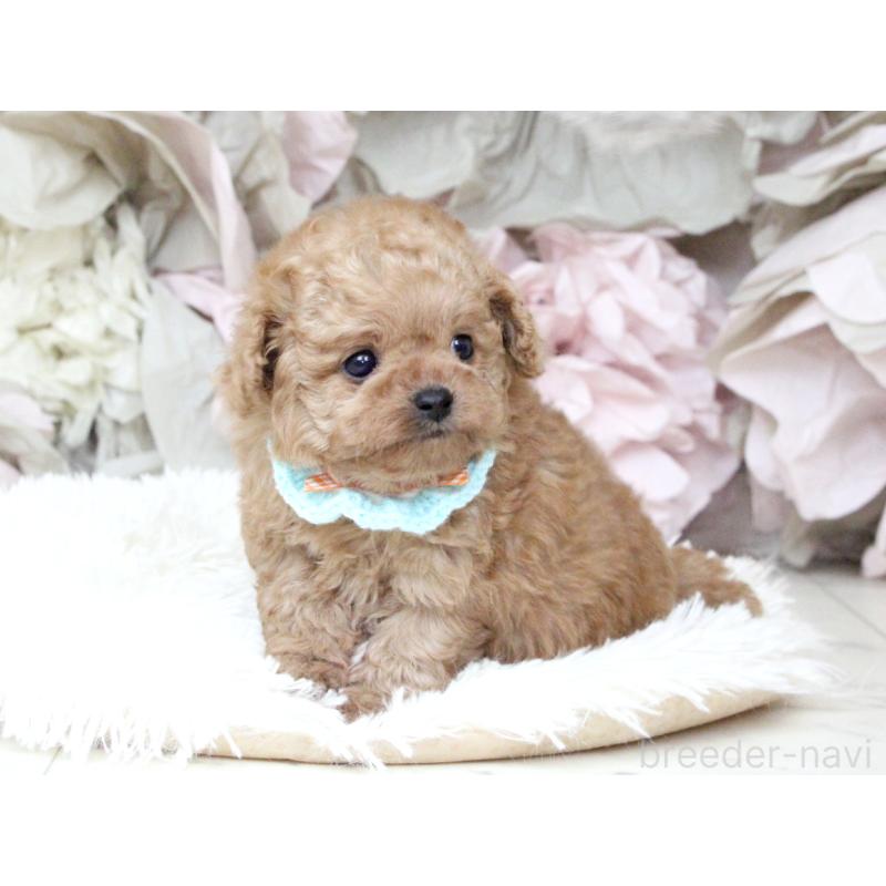 販売中の大阪府のチワプー:チワワ×トイプードル-449825の10枚目