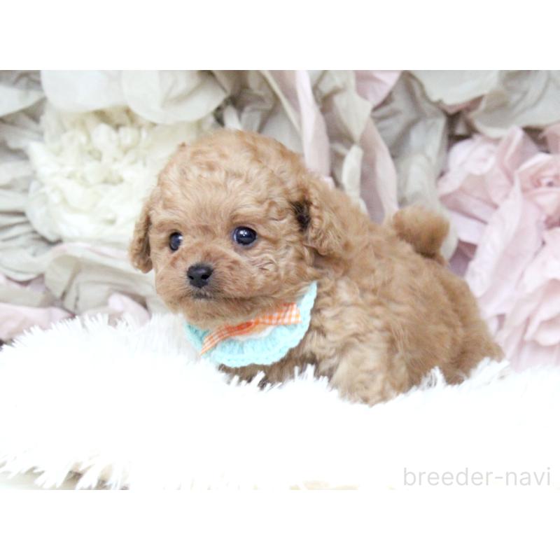 販売中の大阪府のチワプー:チワワ×トイプードル-449825の9枚目