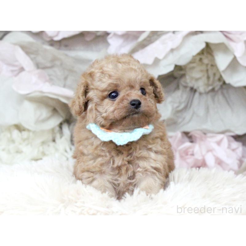 販売中の大阪府のチワプー:チワワ×トイプードル-449825の8枚目