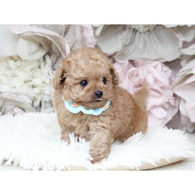 販売中の大阪府のチワプー:チワワ×トイプードル-449825の7枚目