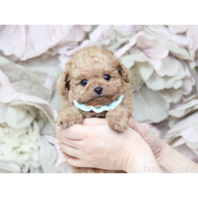 販売中の大阪府のチワプー:チワワ×トイプードル-449825の6枚目