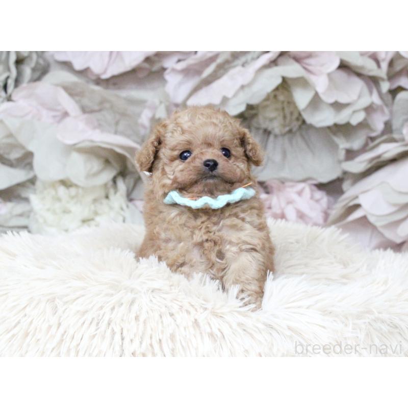 販売中の大阪府のチワプー:チワワ×トイプードル-449825の5枚目