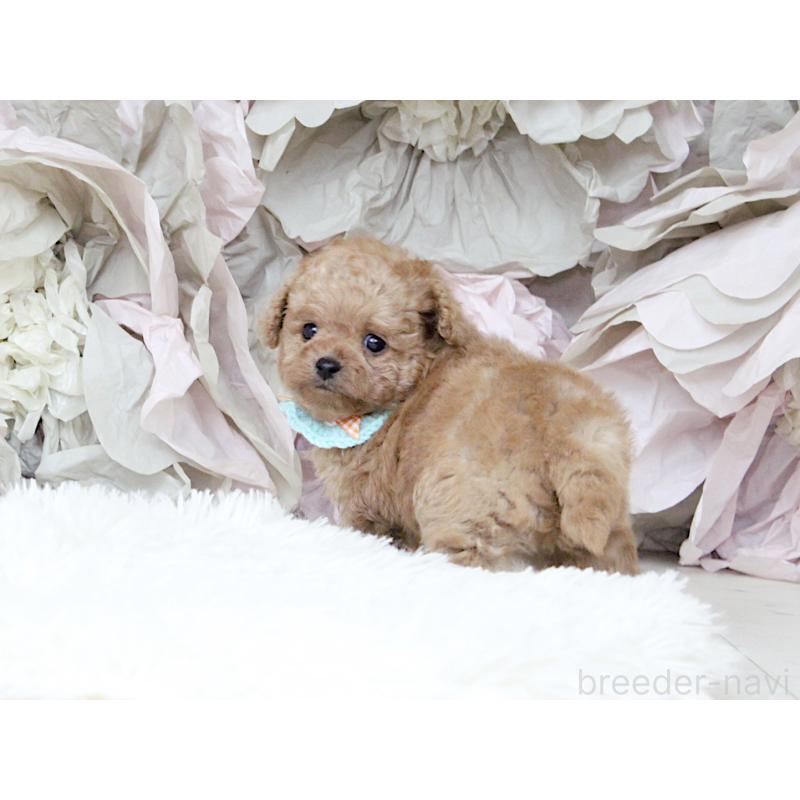 販売中の大阪府のチワプー:チワワ×トイプードル-449825の4枚目