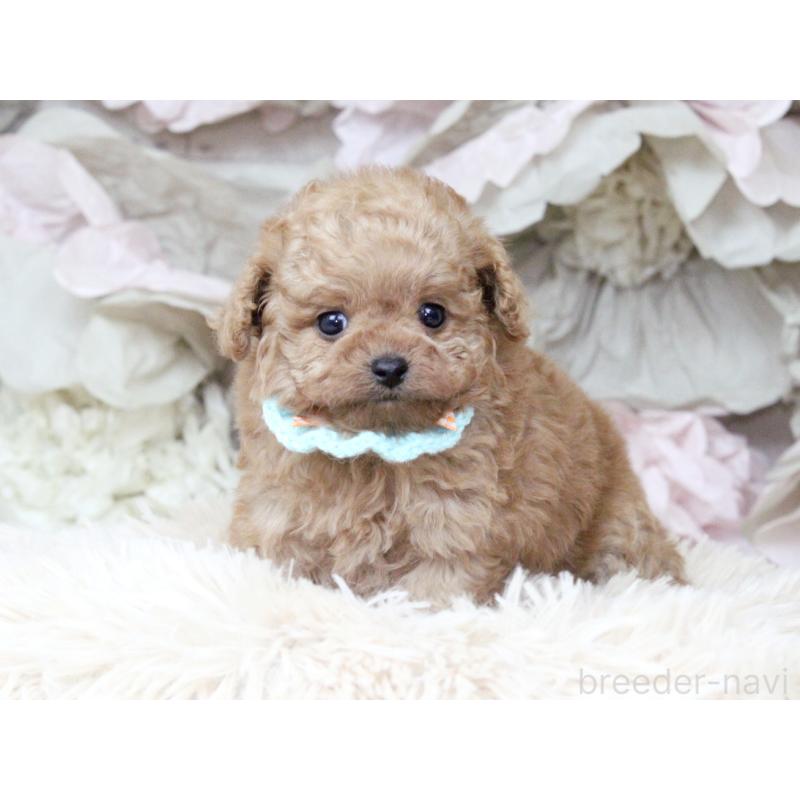 販売中の大阪府のチワプー:チワワ×トイプードル-449825の3枚目