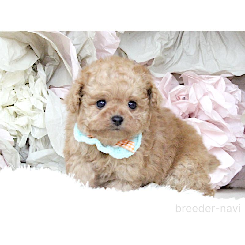 販売中の大阪府のチワプー:チワワ×トイプードル-449825の2枚目