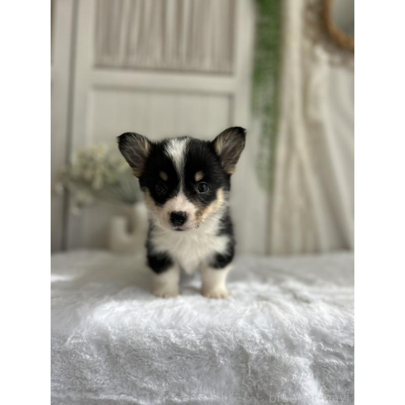 販売中の愛媛県のウェルシュコーギーペンブローク-449999の7枚目