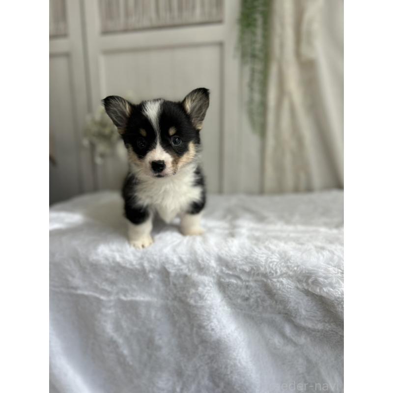 販売中の愛媛県のウェルシュコーギーペンブローク-449999の6枚目