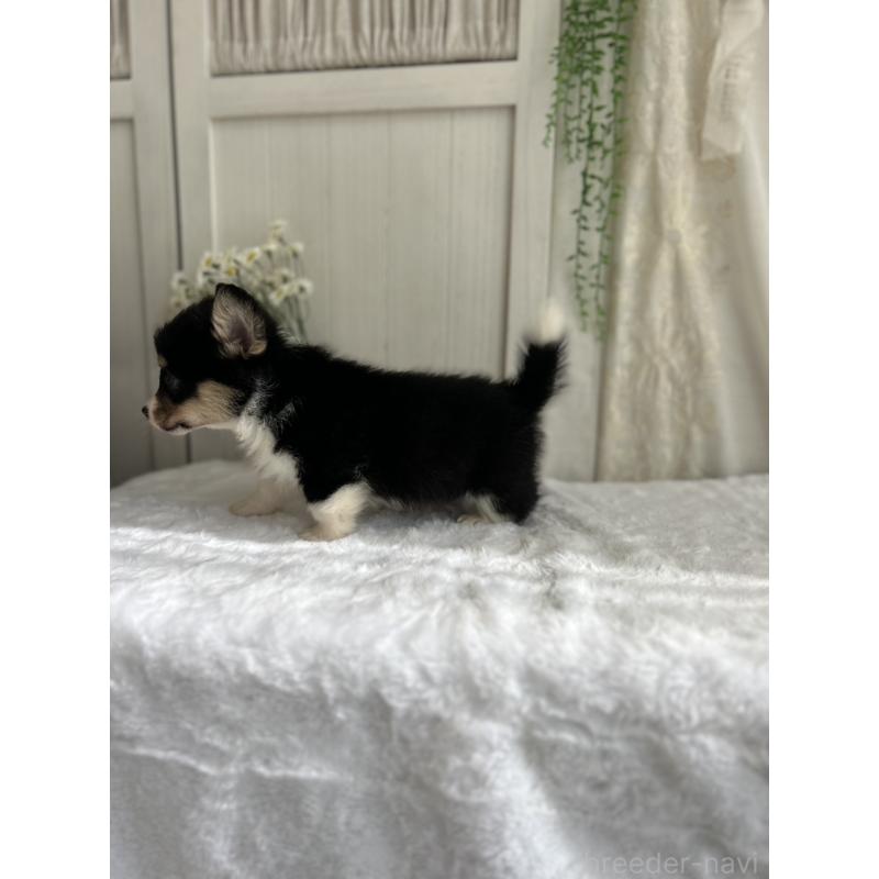 販売中の愛媛県のウェルシュコーギーペンブローク-449999の5枚目