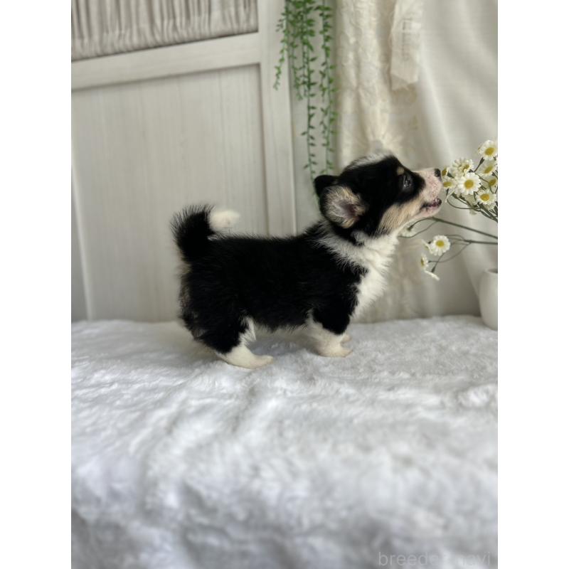 販売中の愛媛県のウェルシュコーギーペンブローク-449999の4枚目