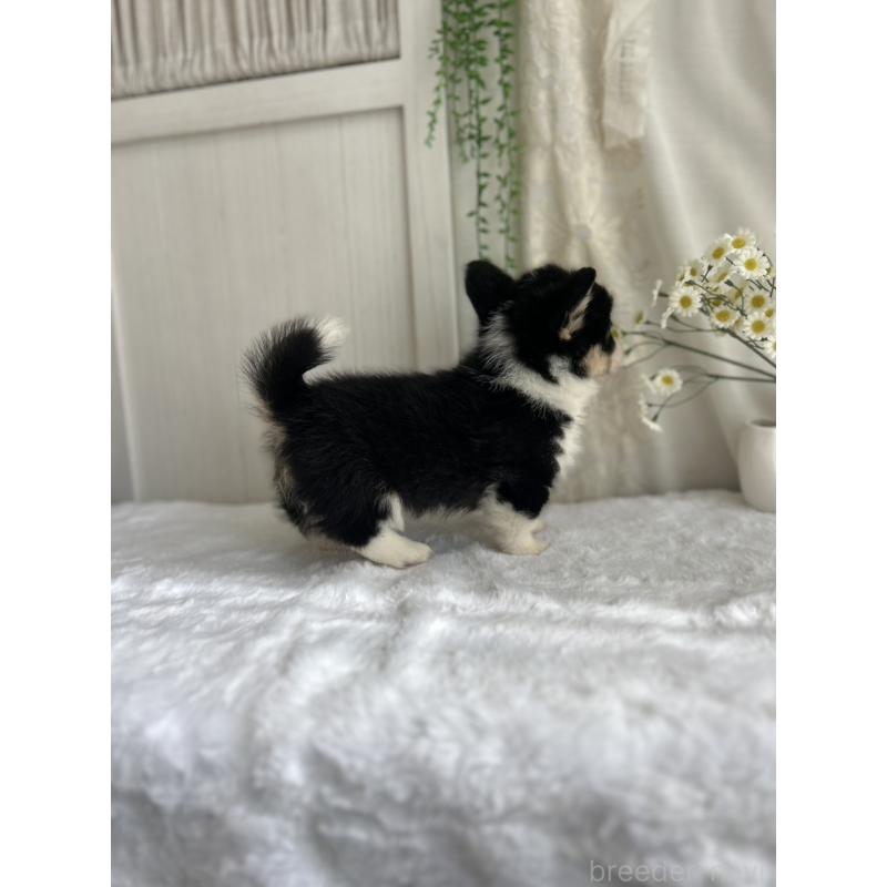 販売中の愛媛県のウェルシュコーギーペンブローク-449999の3枚目