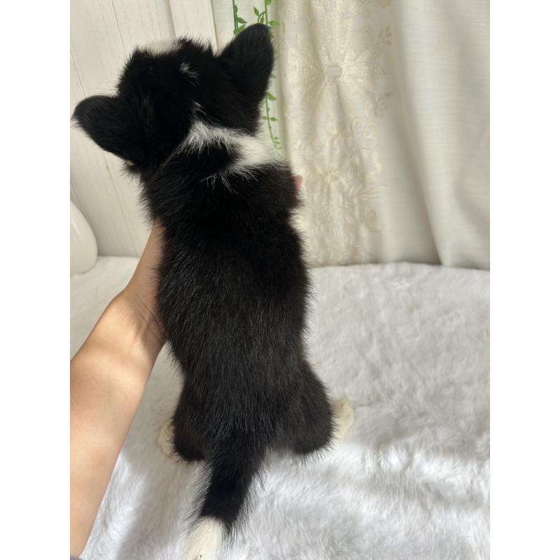 販売中の愛媛県のウェルシュコーギーペンブローク-449999の2枚目