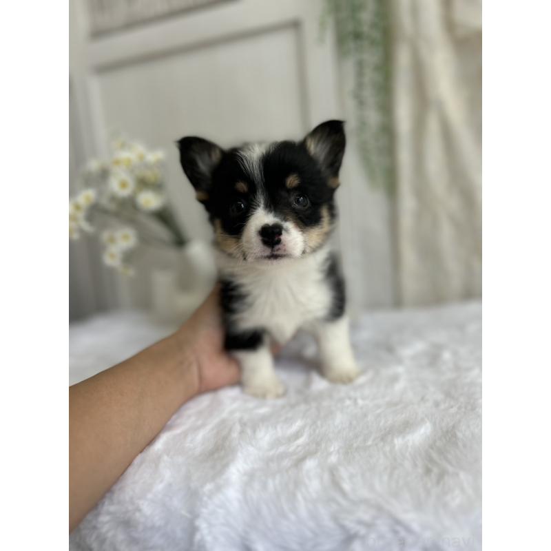 販売中の愛媛県のウェルシュコーギーペンブローク-450000の9枚目