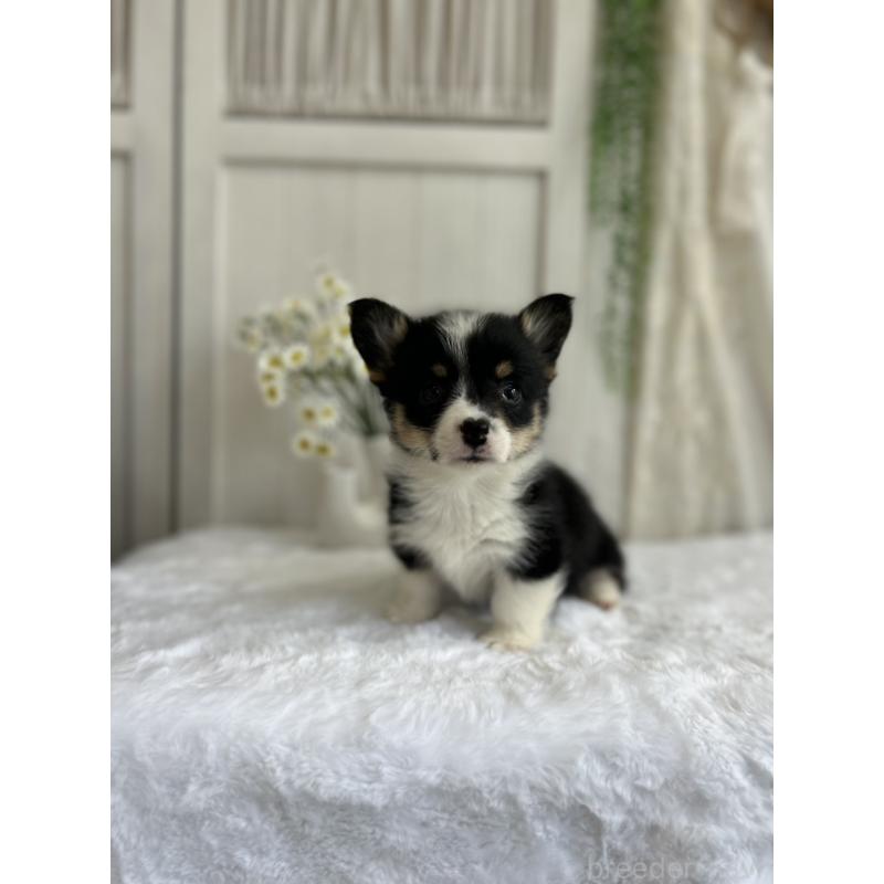 販売中の愛媛県のウェルシュコーギーペンブローク-450000の8枚目