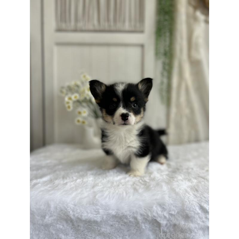 販売中の愛媛県のウェルシュコーギーペンブローク-450000の7枚目